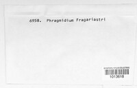 Phragmidium fragariae image